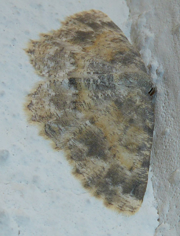 Charissa (Euchrognophos) variegata - Geometridae